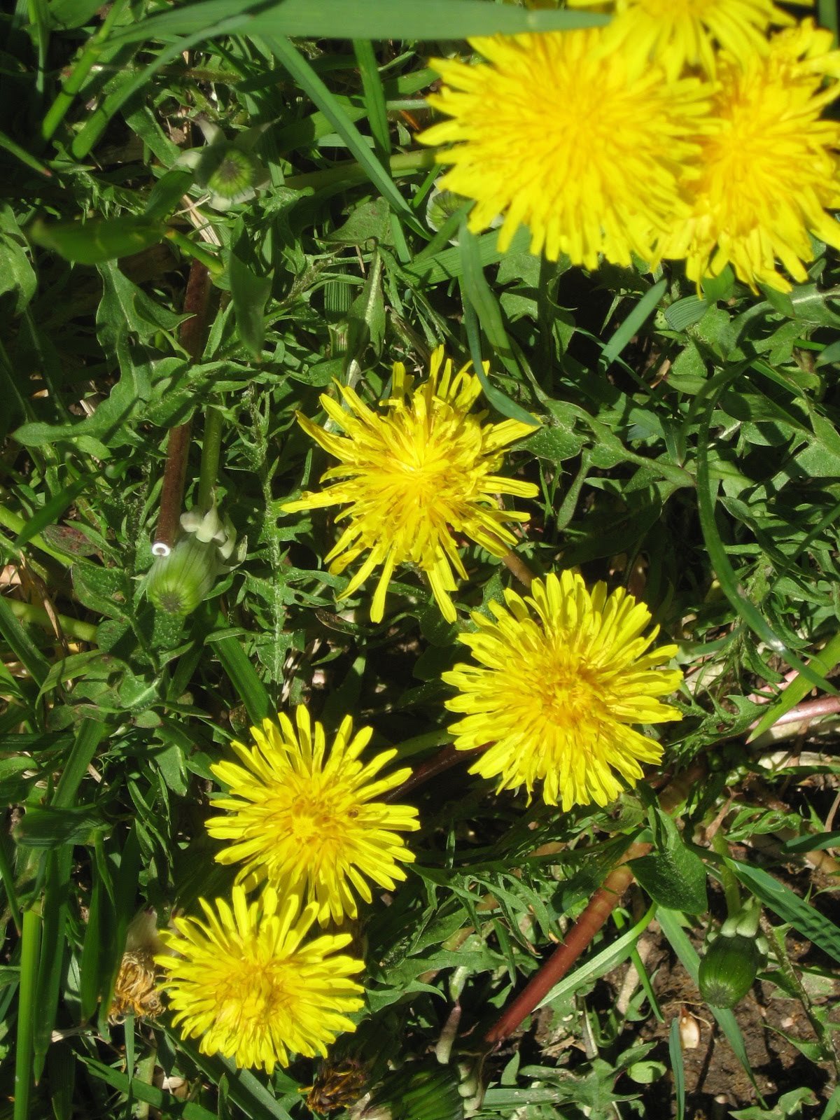 Learn From The Wildflowers Dandelions
