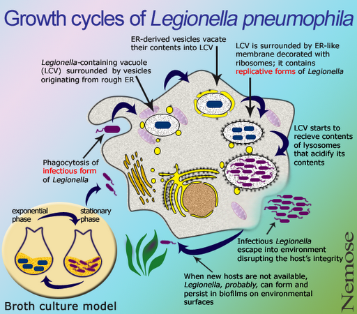 WHO reports Legionellosis outbreak in Argentina