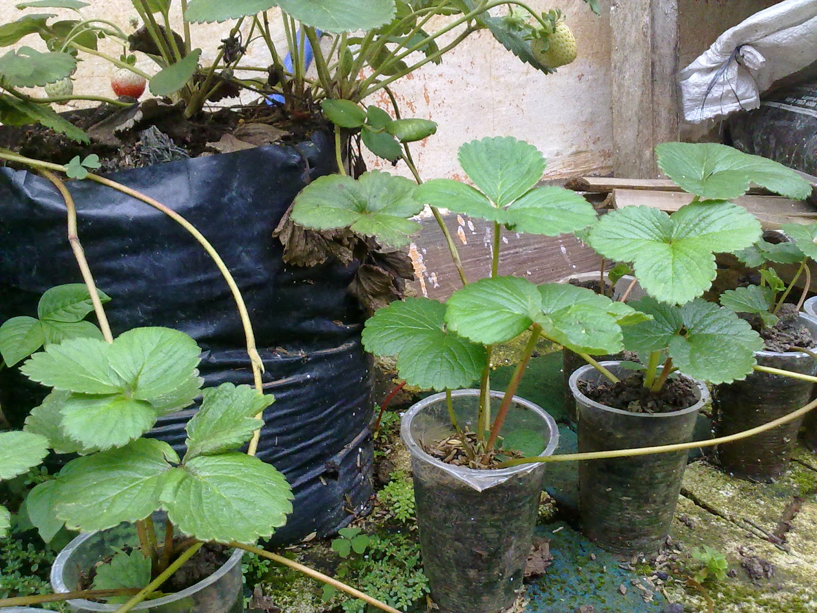 Cara Menanam Strawberry Hidroponik Belajar Cara Menanam Strawberry Hidroponik