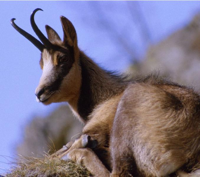 La fauna del Pirineu: L'Isard