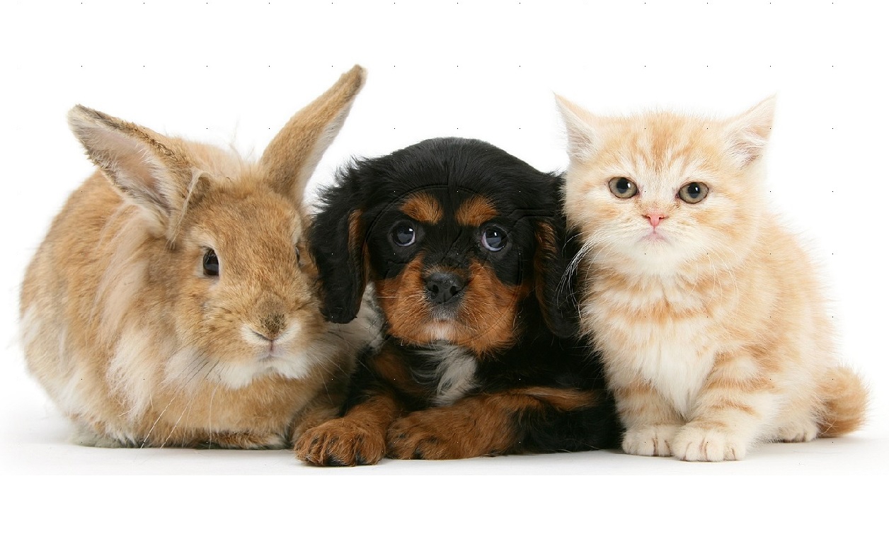 HD Wallpapers and Backgrounds of animals and pets: Foxes, Horses, Tiger, Dogs, Cats, Squirrels, Rabits and Others