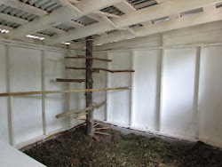 chicken coop whitewash amish chickens building pounds water lime 5acresandadream inside backyard coops whitewashed freshly even did views gallon salt