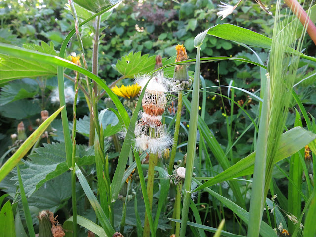 Dandelion goes to seed in the grass.