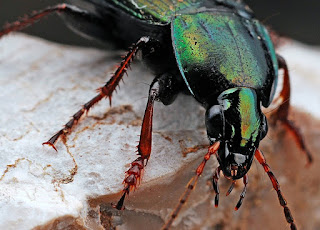  Serangga adalah jenis hewan yang mudah kita temukan disekitar kita Kliping Jenis Hewan Serangga dengan Penjelasan