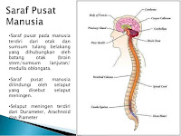 Sistem Saraf pada manusia | Tiga Fungsi utama sistem saraf Sistem Saraf pada manusia | Tiga Fungsi utama sistem saraf