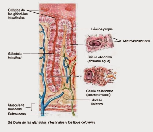 Intestino grueso o craso: partes y funciones - Sistema digestivo Intestino grueso o craso: partes y funciones - Sistema digestivo