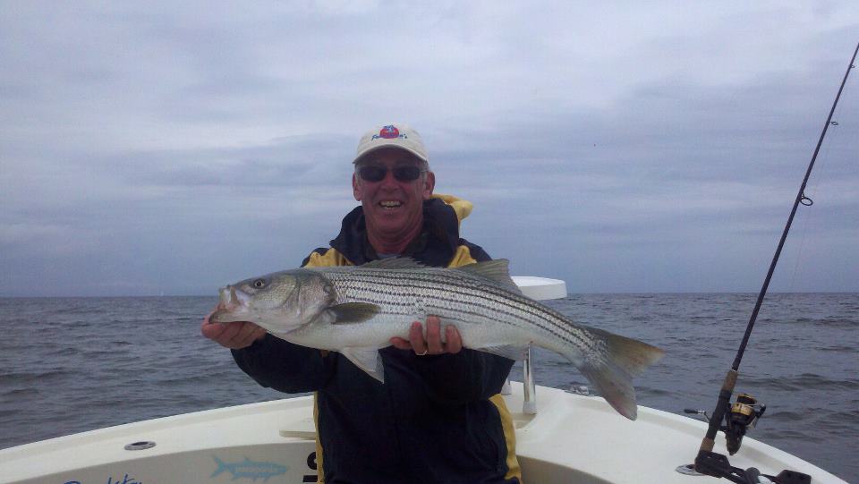 Maine Striper Fishing Charters & Reports Hotline 2076910745 Maine Striper Fishing Report