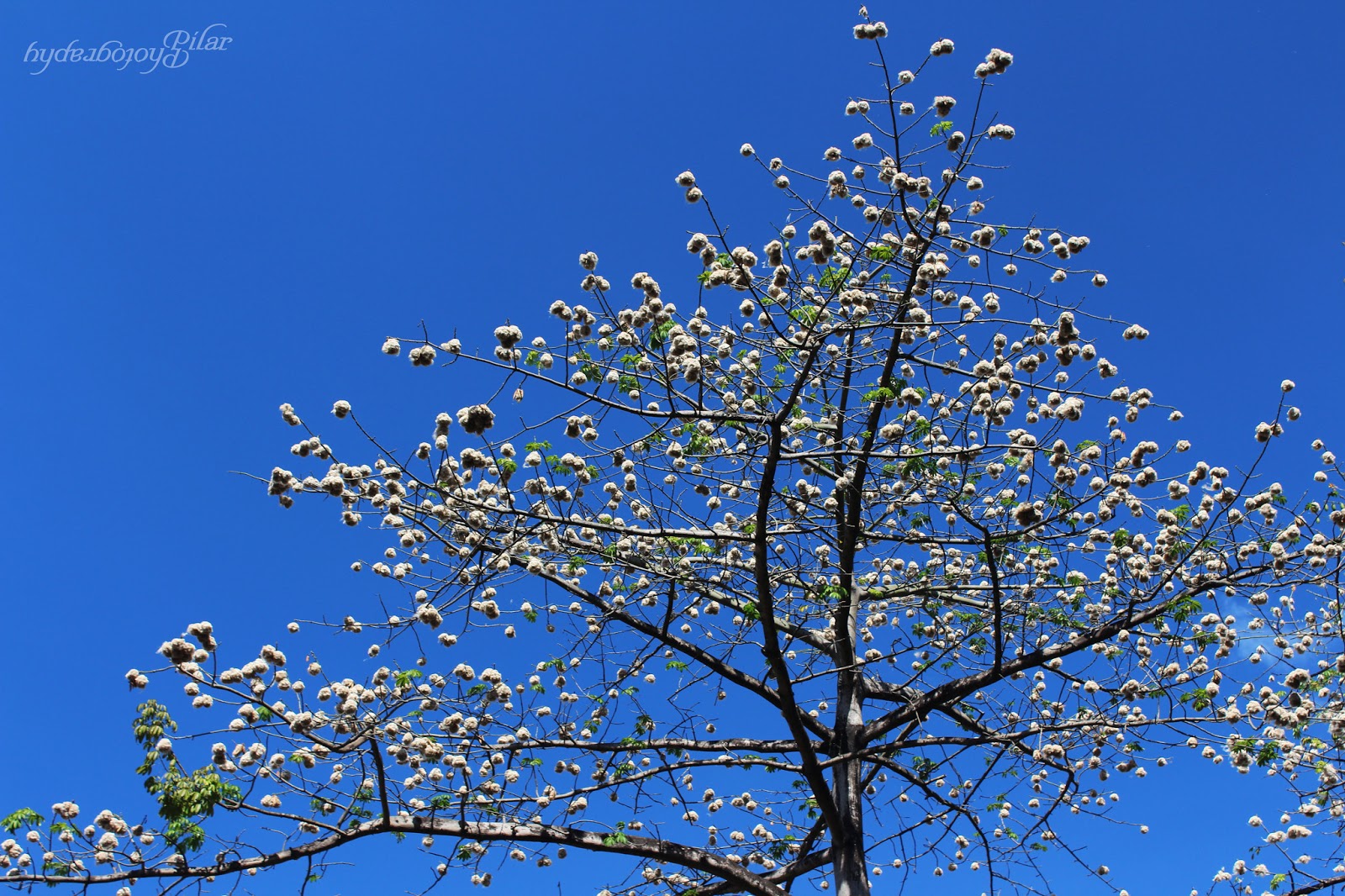 I Am A Photographer The Cotton Tree
