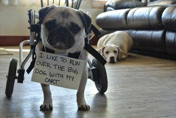 Dog And Cat Funny Sayings Dog And Cat Funny Sayings