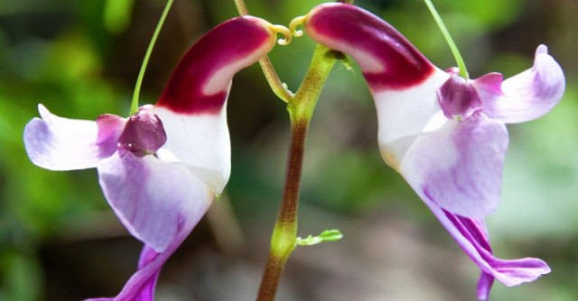 Pictures Of Pretty Exotic Flowers Pictures Of Pretty Exotic Flowers