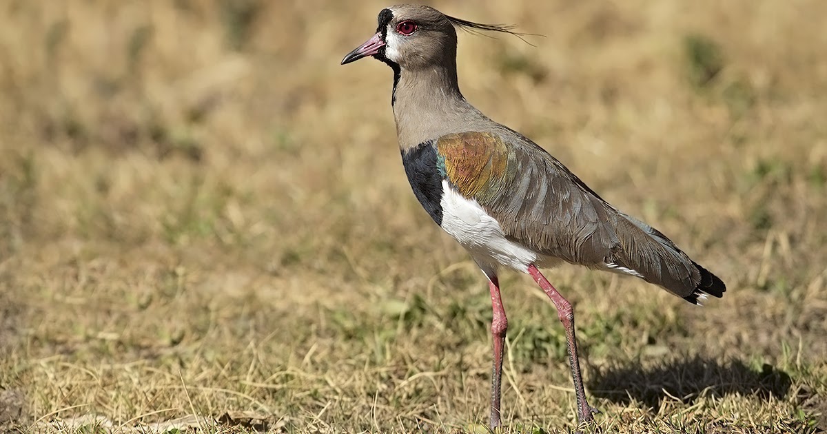 mis fotos de aves: Vanellus chilensis Tero Southern Lapwing