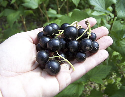 Смородина: черная, красная, розовая и белая.