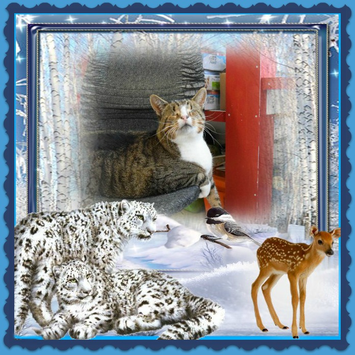 Blind Cat Rescue Nj Blind Cat Rescue Nj