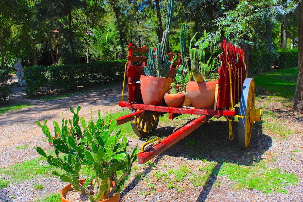 cactus in the ranch garden