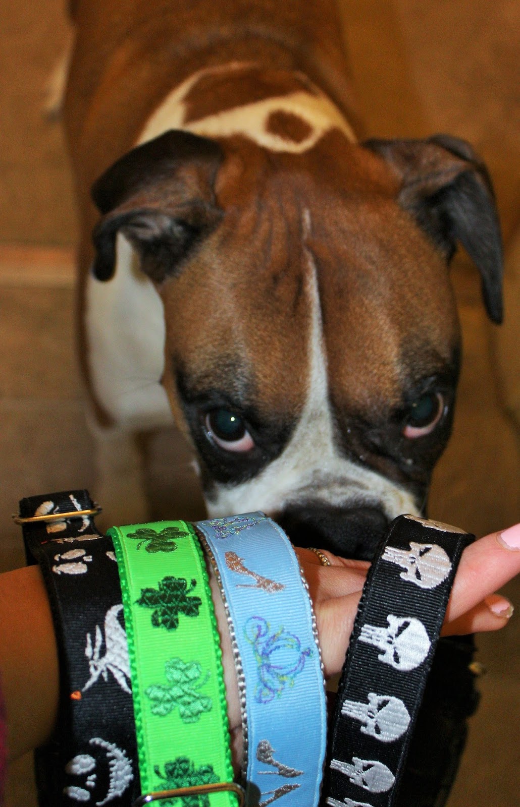 Dog Madness Give Your Dog A Collar As Unique As Them