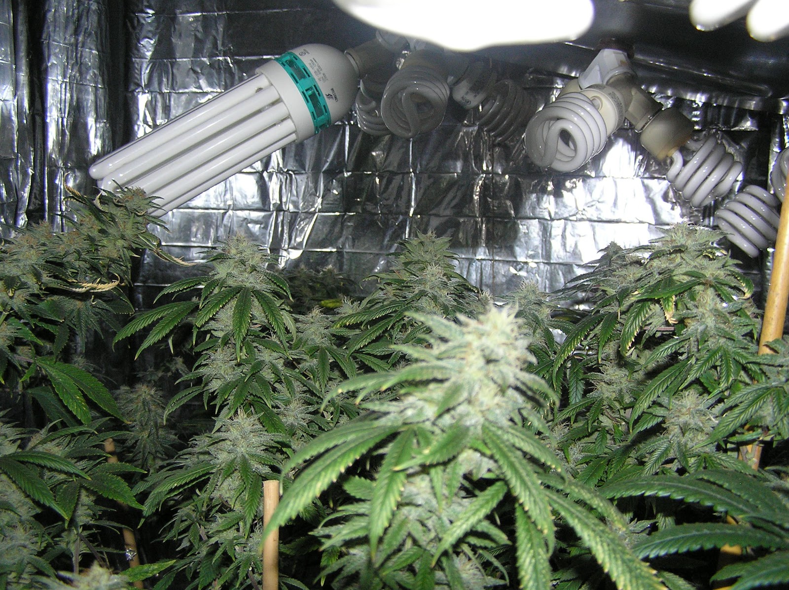 Craigslist Denver Grow Lights Colorado CFL Grow Lights
