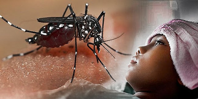 Ngeri!! 641 Warga Palembang Terjangkit Virus Demam Berdarah Dengue, Perhatikan Hal Ini