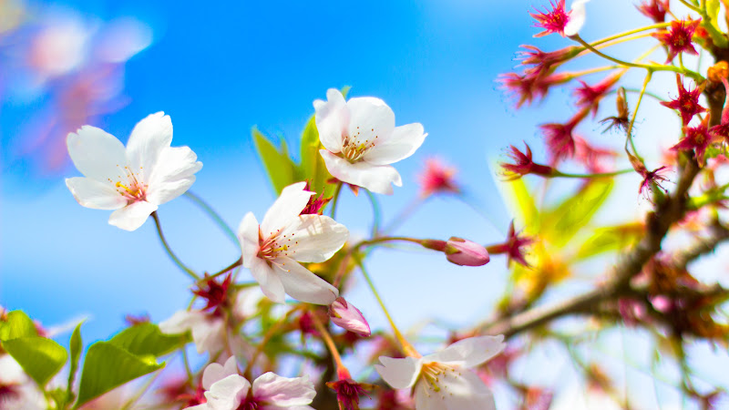 Cherry Blossom 2016