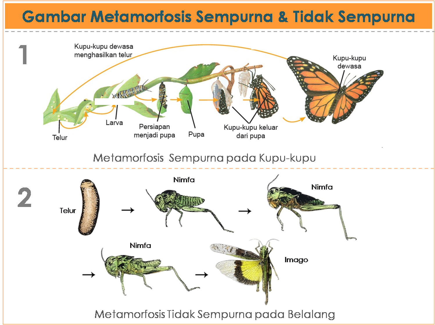 GAMBAR METAMORFOSIS  DAUR HIDUP PADA SERANGGA DAN  AMFIBI 