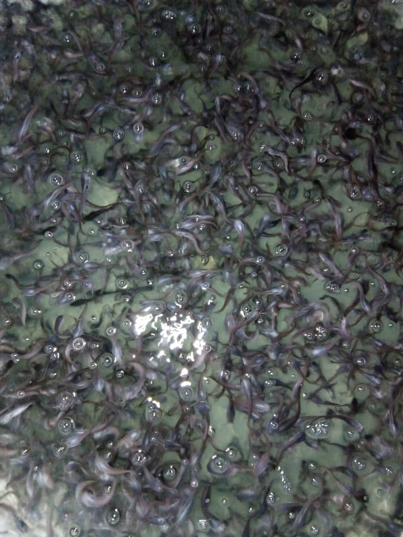 MC AGRIC SERVICES Fast Growing Catfish Fingerlings, Post fingerlings