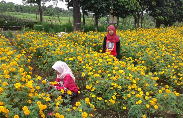 Taman Bunga, Destinasi Wisata Baru di Gunung Kelud ...