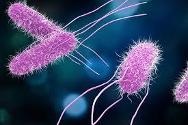 Salmonella, Typus, Tikus, Gejala Salmonella, Gejala Typus, nama-nama bakteri, bakteri, jenis-jenis bakteri, 