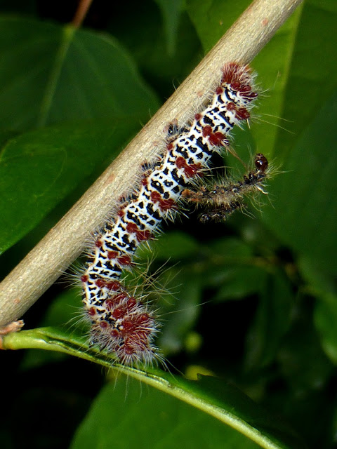 Holocerina species Malawi caterpillar Holocerina species Malawi caterpillar