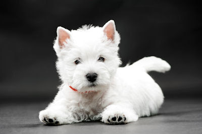 Regalo cachorro Terrier en color blanco - Mascotas - White Puppies