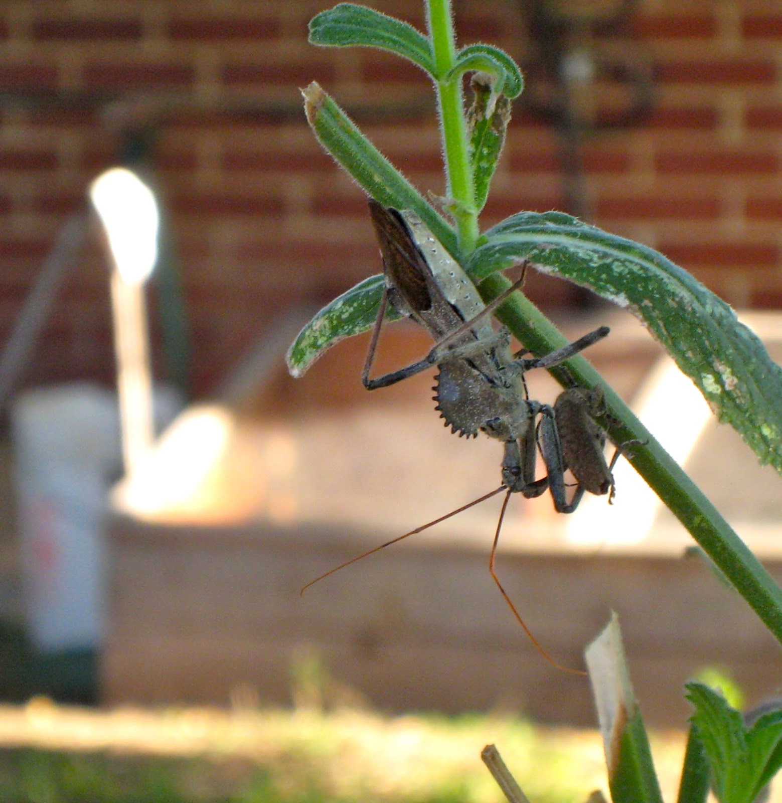 Texas Urban Homestead Beneficial Insect Success!