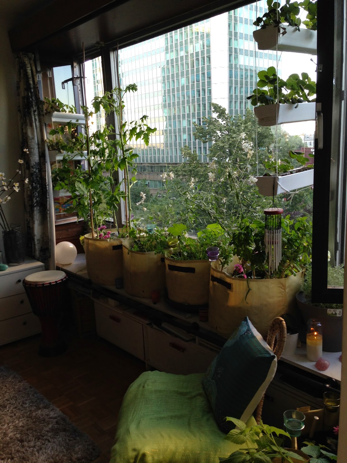 Le potager d'intérieur 2014... Réussites, échecs