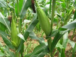 Panduan menanam jagung | Rekod maklumat