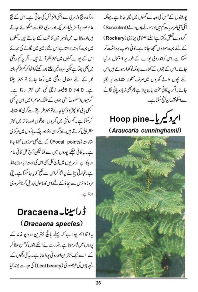How to Grow Outdoor & Indoor Plants & Flowers Urdu Guide Noons.info