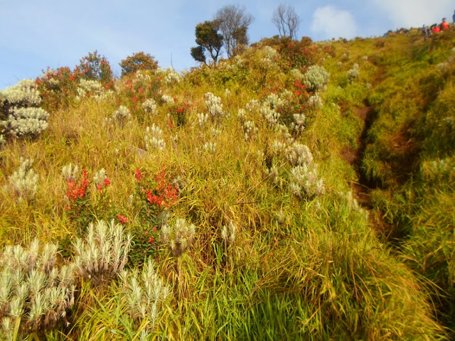 Pendakian Gunung Sindoro via Kledung