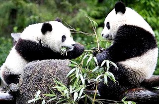 Osos panda Fotos de osos panda alimentándose