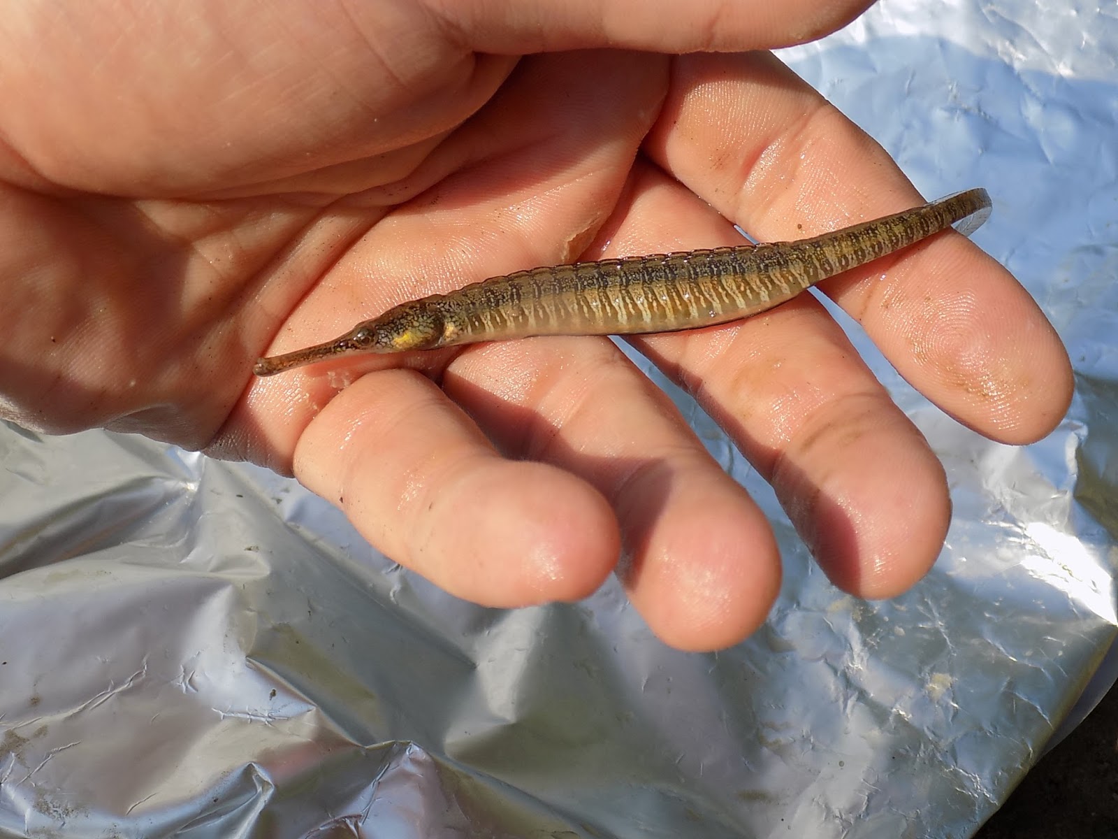 Cool Goby Blog Freshwater Pipefish A Must See