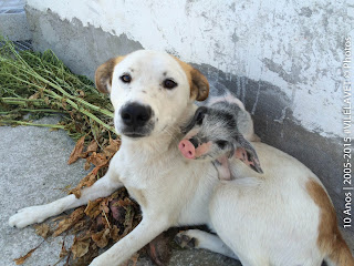 NOVAS OBRIGAÇÕES LEGAIS