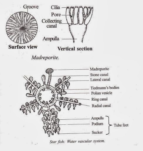 Biolearnspot: Water vascular system and locomotion in Echinoderms
