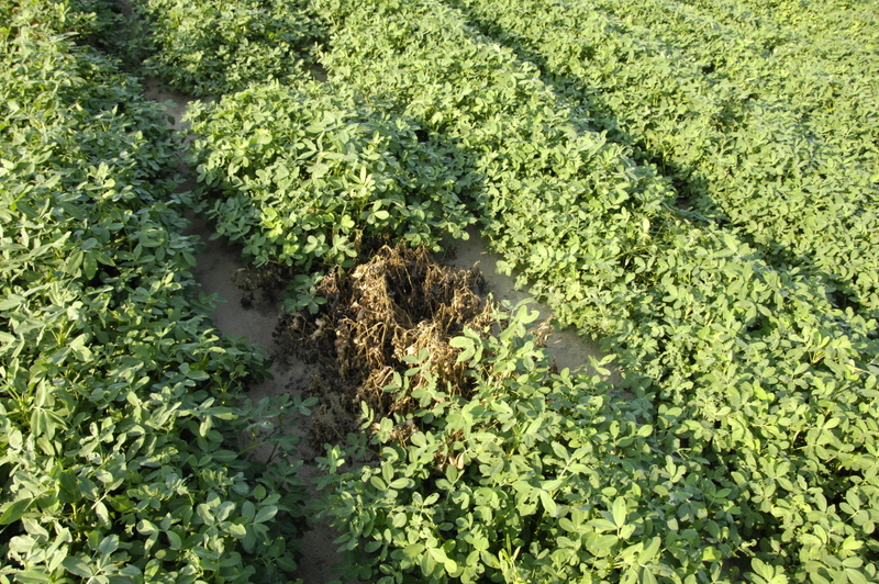 How To Grow Peanuts Garden How how-to-grow-peanuts-garden-how