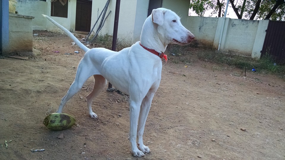 Tamilnadu Native Dog Breeds