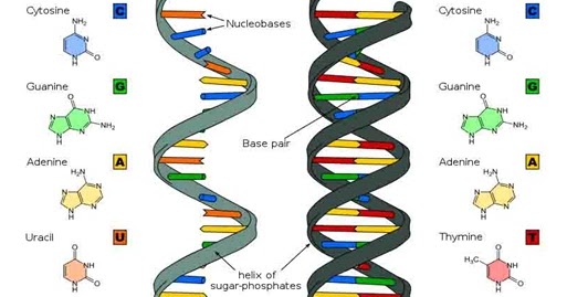 Substansi Genetik Dna Dan Rna Mempunyai Kesamaan Yaitu - DNA Informasi
