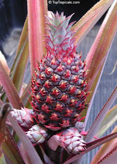 Ananas Comosus, image from toptropicals.com