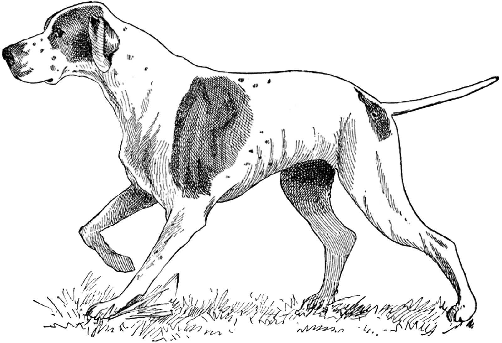 free clip art hunting dogs - photo #31