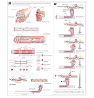 Skeletal Muscle And Its Contraction
