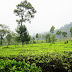 Agrowisata kebun teh tambi wonosobo jawa tengah