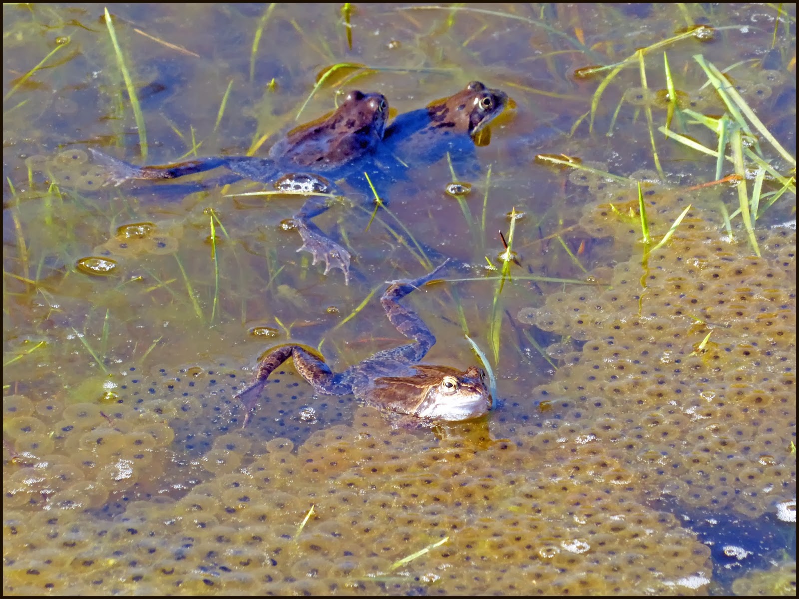 Wild and Wonderful Amphibian Alert Frogs Galore