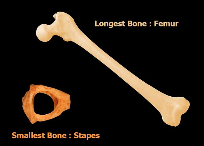 Smallest And Longest Bone In Human Body | Interesting Facts