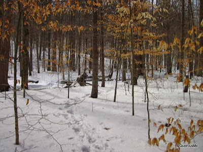 Colorful winter in Morgan Monroe State Forest