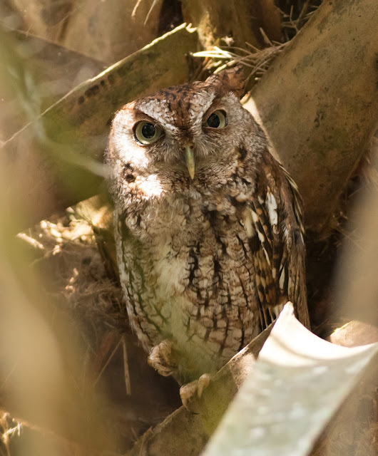 Eastern Screech Owl - Green Cay Wetlands, Florida Eastern Screech Owl - Green Cay Wetlands, Florida