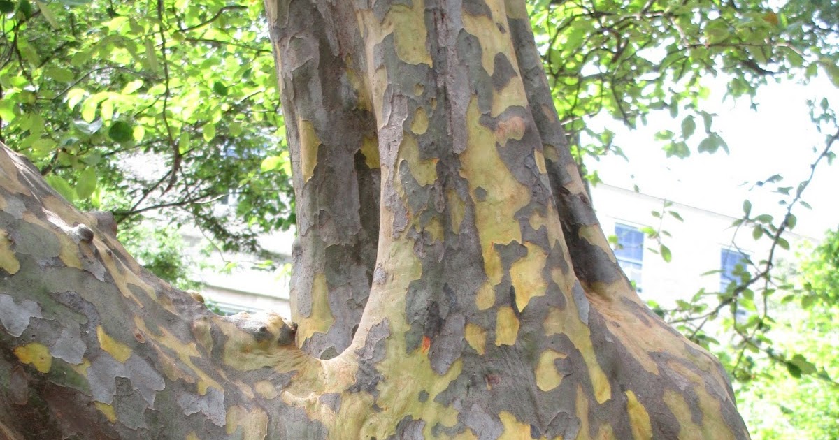 Outside Now Chinese Quince Bark in June