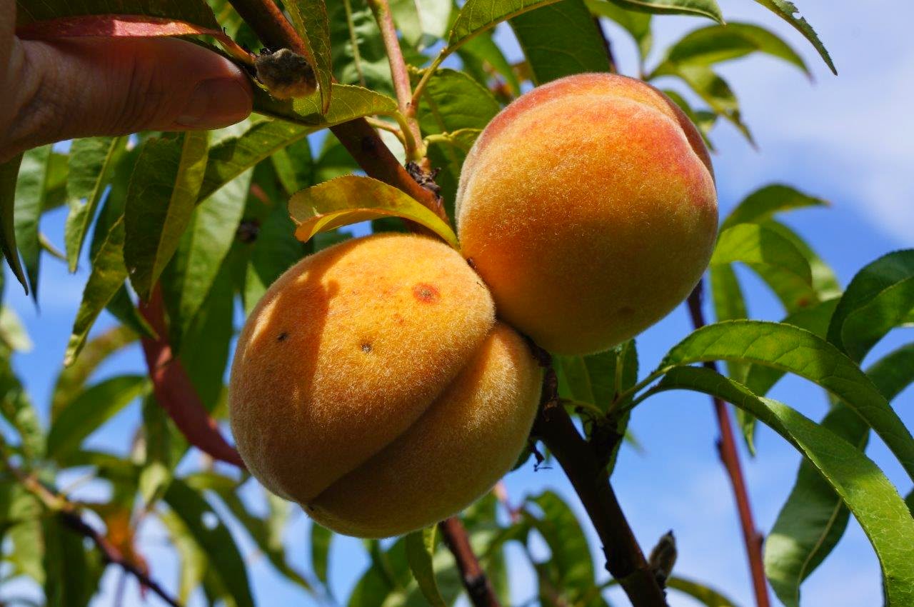 Flowers and Weeds Peach Harvest